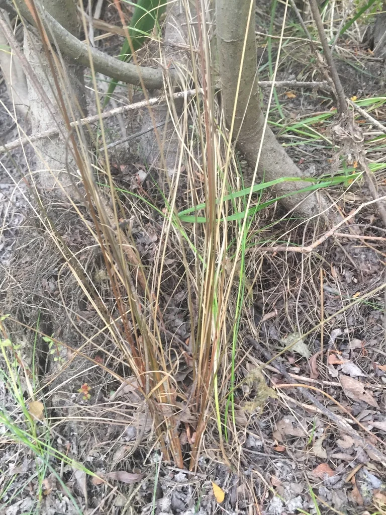 Carex Buchananii