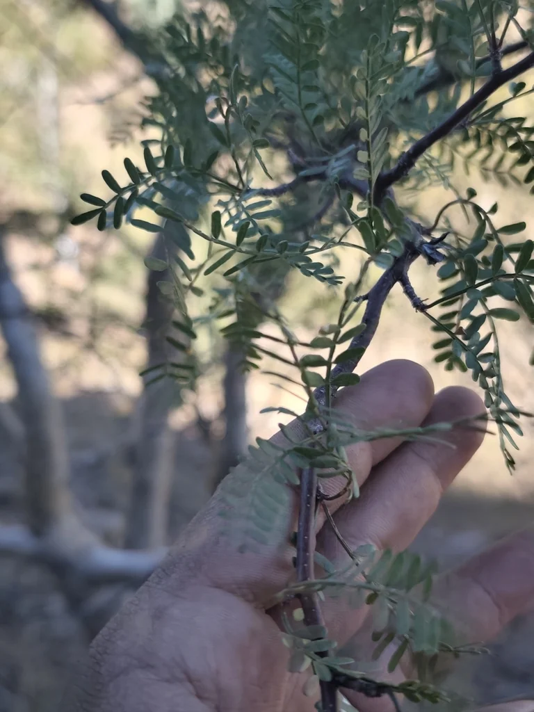 Bursera Microphylla