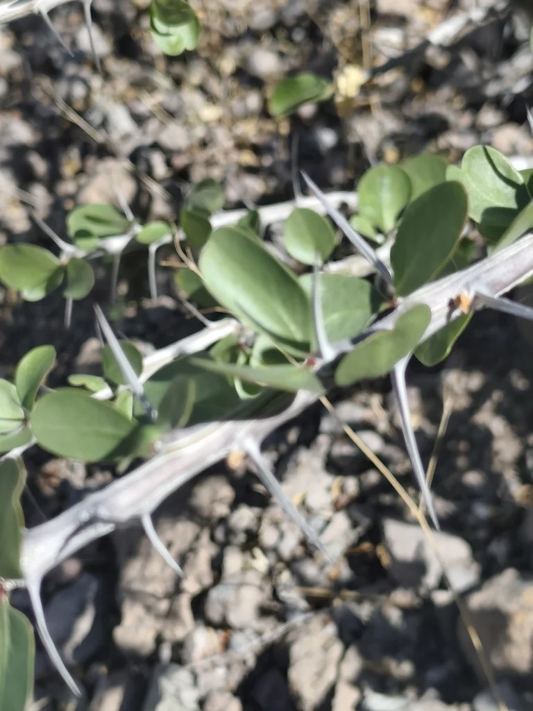 Fouquieria Diguetii