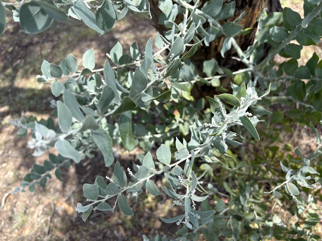 Acacia Podalyriifolia
