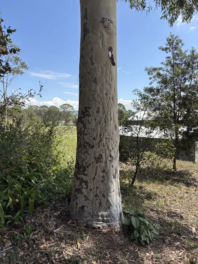 Eucalyptus Maculata