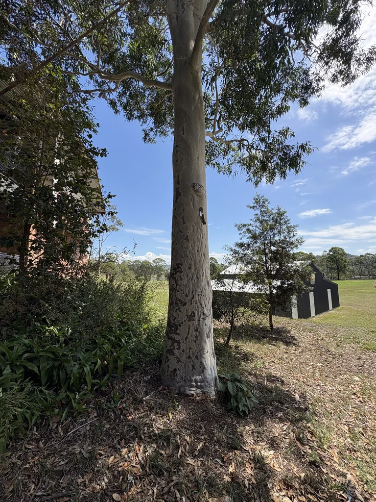 Eucalyptus Maculata