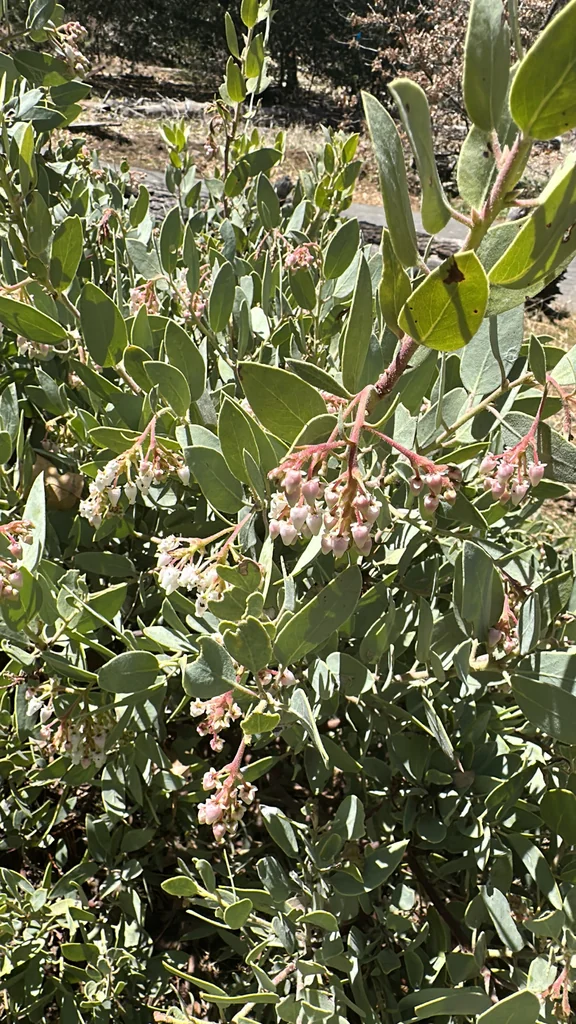 Arctostaphylos Glandulosa