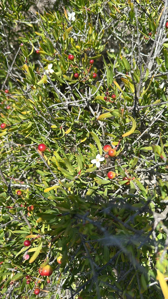 Cneoridium Dumosum