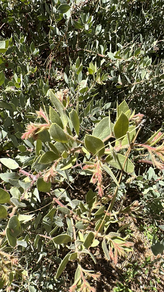 Arctostaphylos Glandulosa
