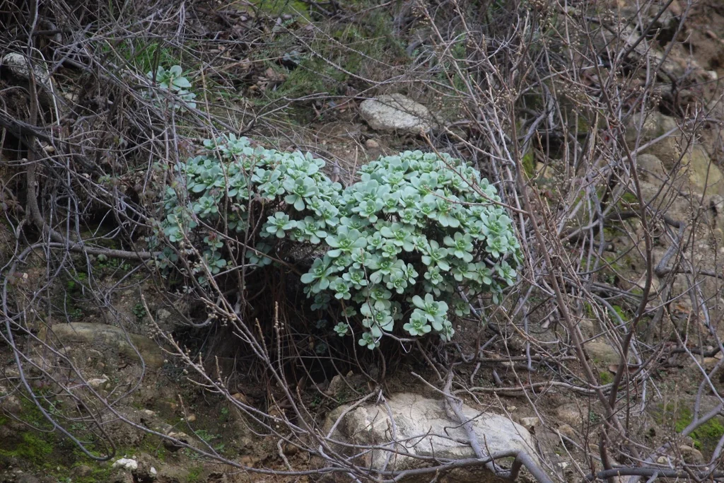 Aeonium Haworthii