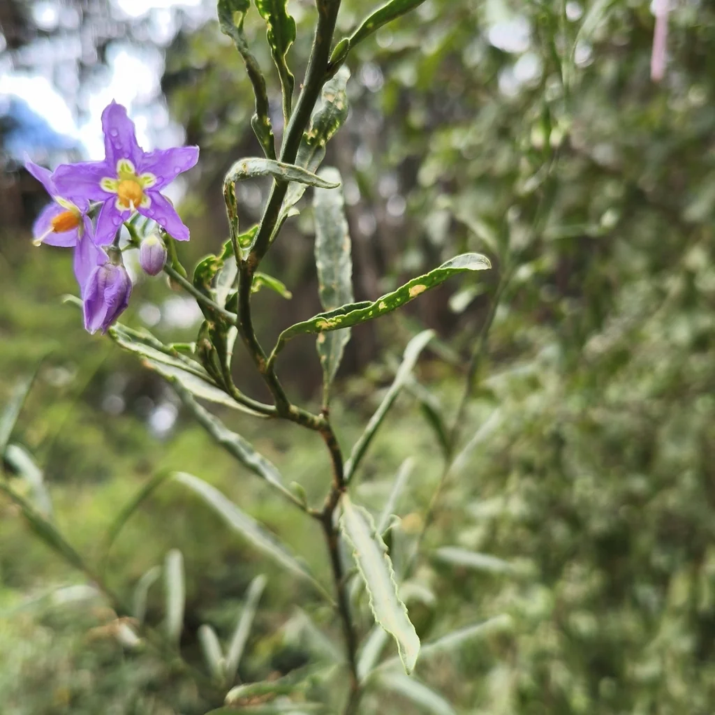 Solanum Crispum