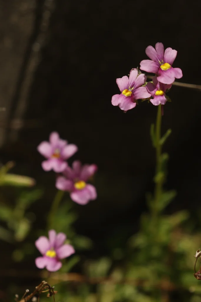 Nemesia fruticans
