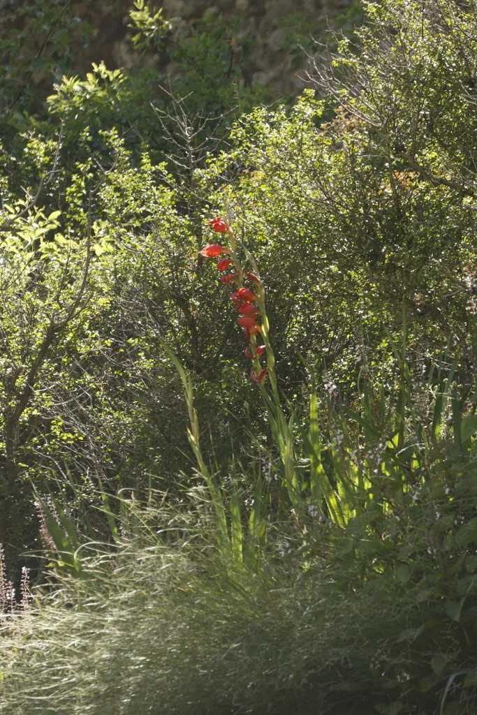Gladiolus Dalenii