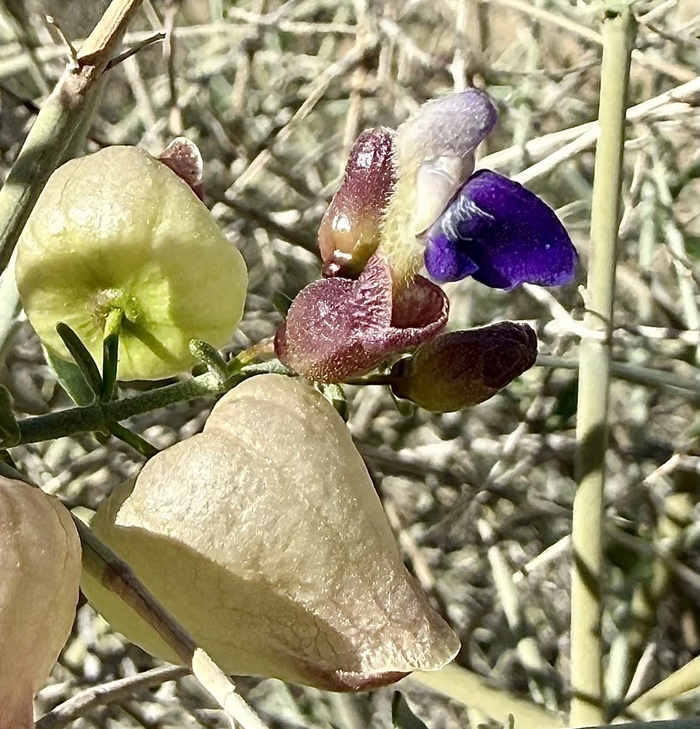 Scutellaria Mexicana