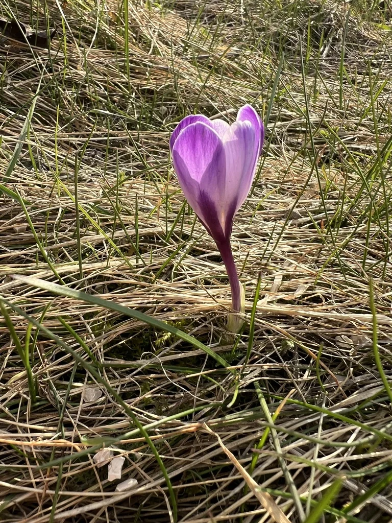 Crocus Vernus
