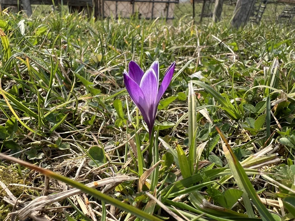 Crocus Vernus
