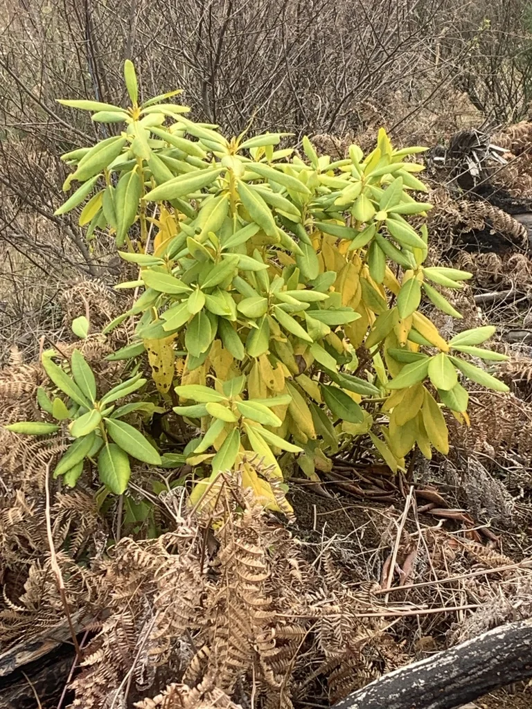 Rhododendron Macrophyllum