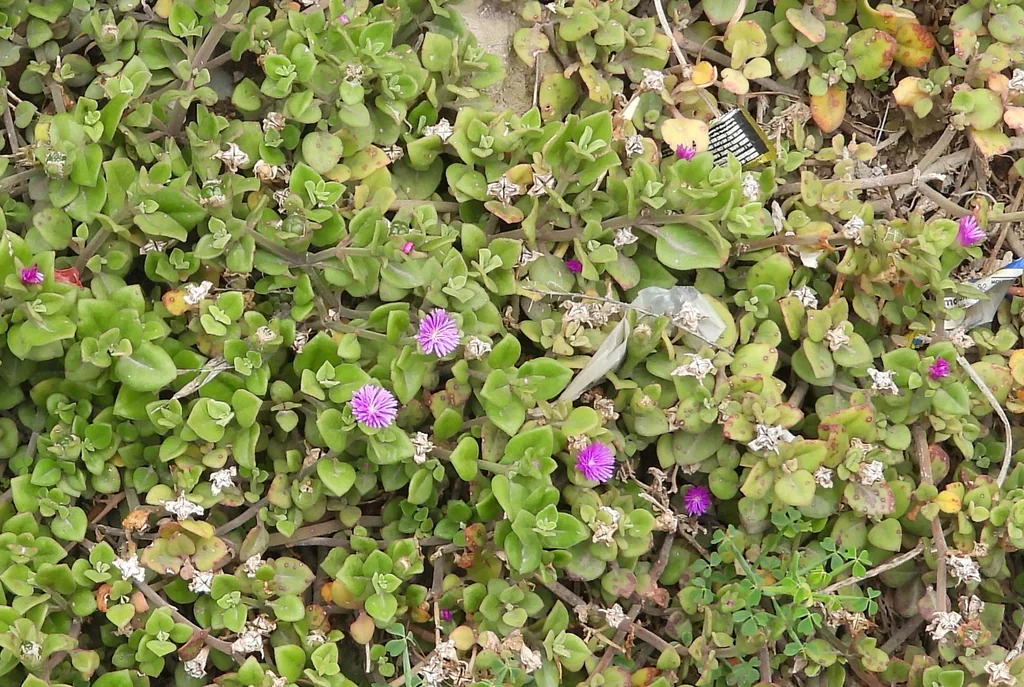 Aptenia cordifolia