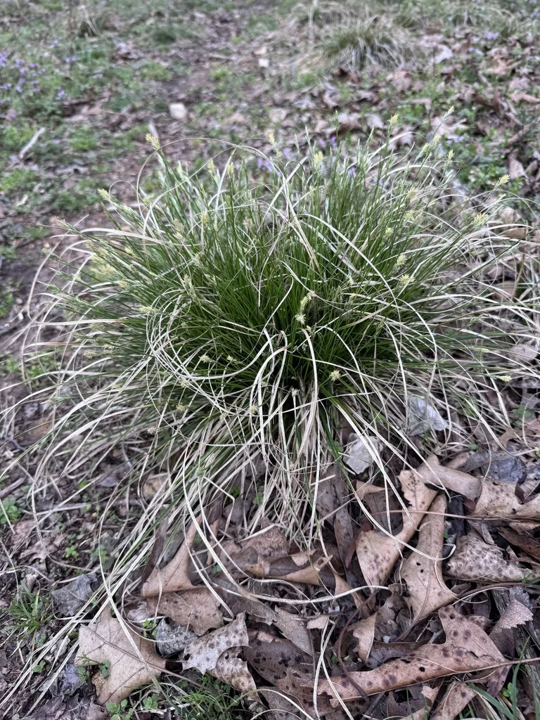 Carex Albicans