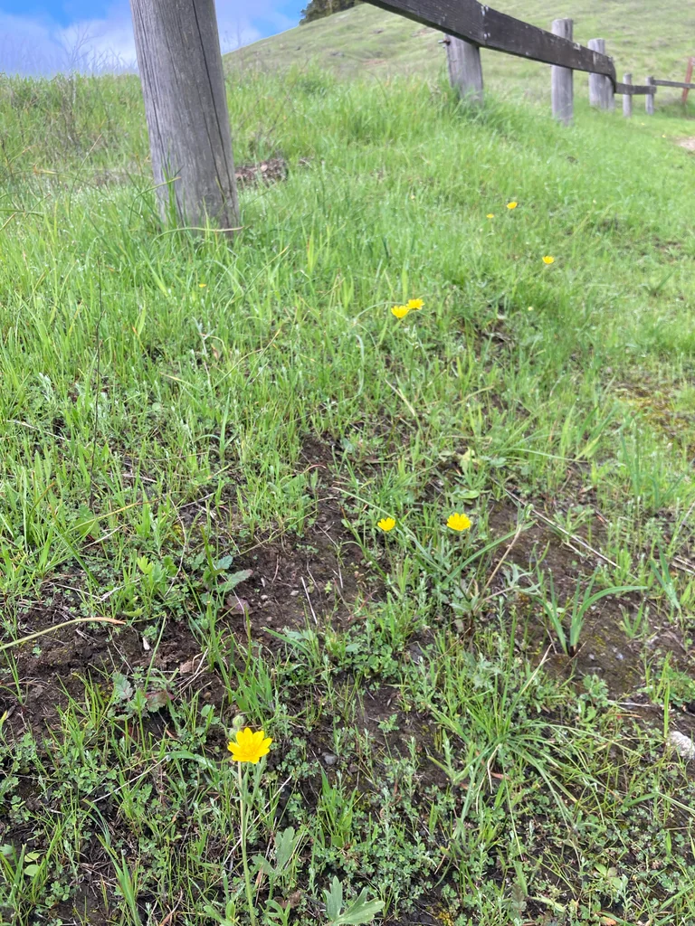 Ranunculus Californicus