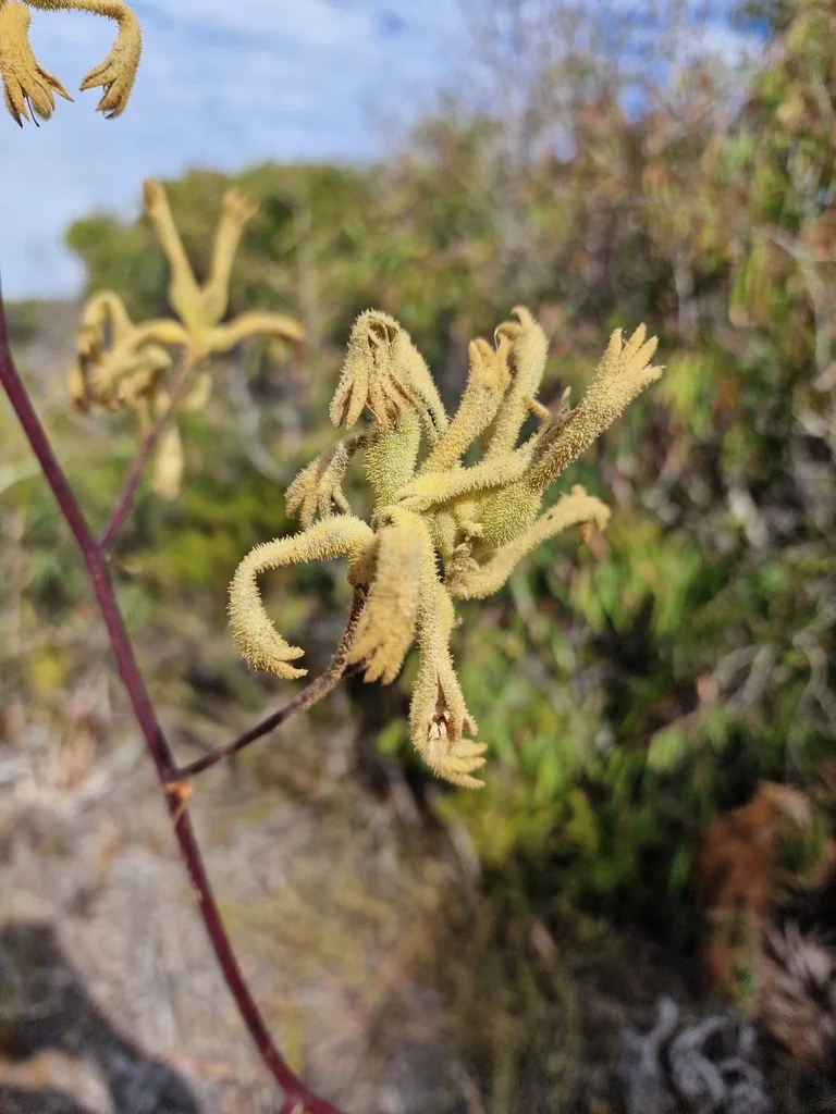 Anigozanthos Flavidus