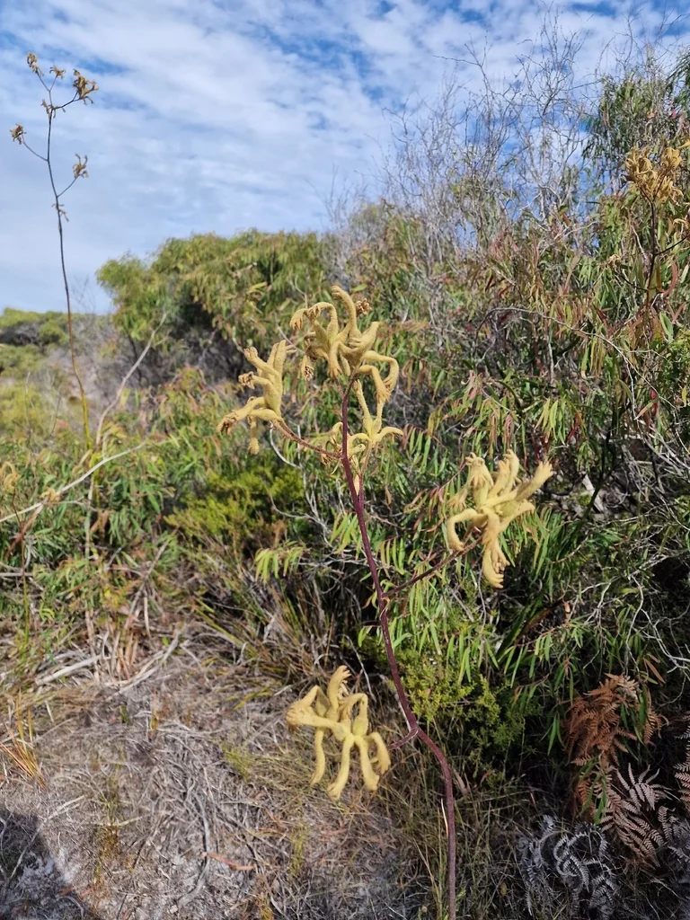 Anigozanthos Flavidus