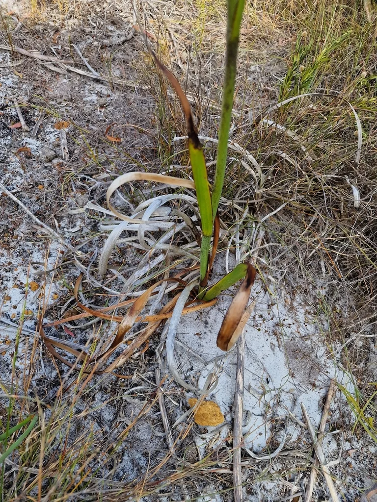 Anigozanthos Flavidus