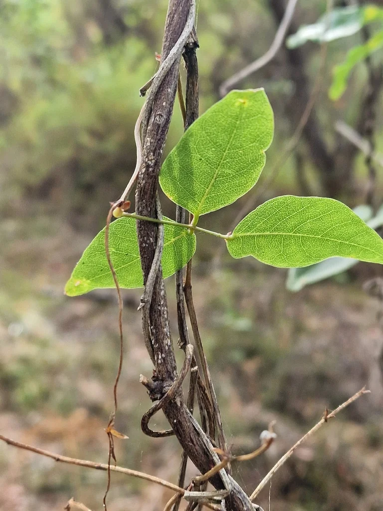 Hardenbergia Comptoniana
