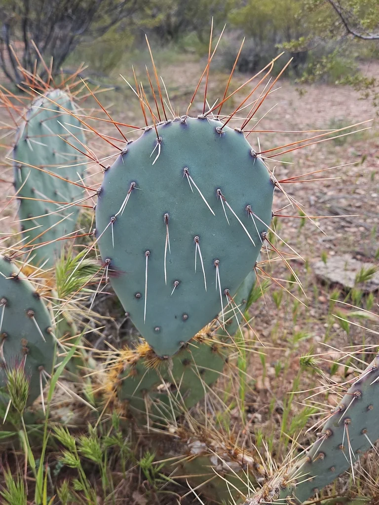 Opuntia Phaeacantha