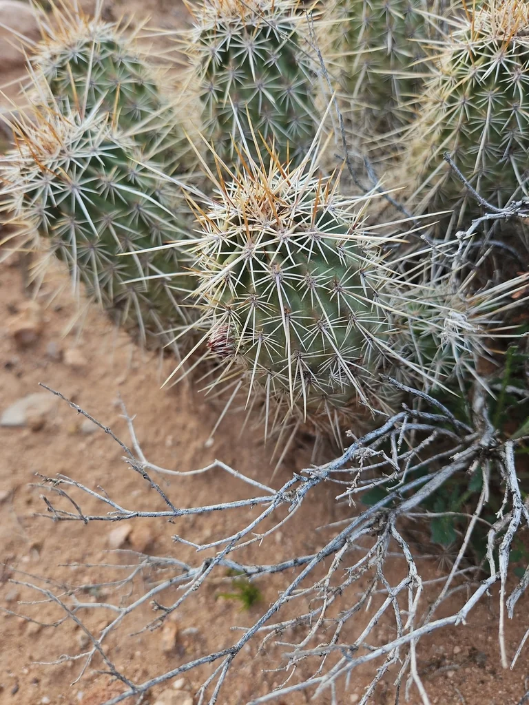 Echinocereus Fasciculatus