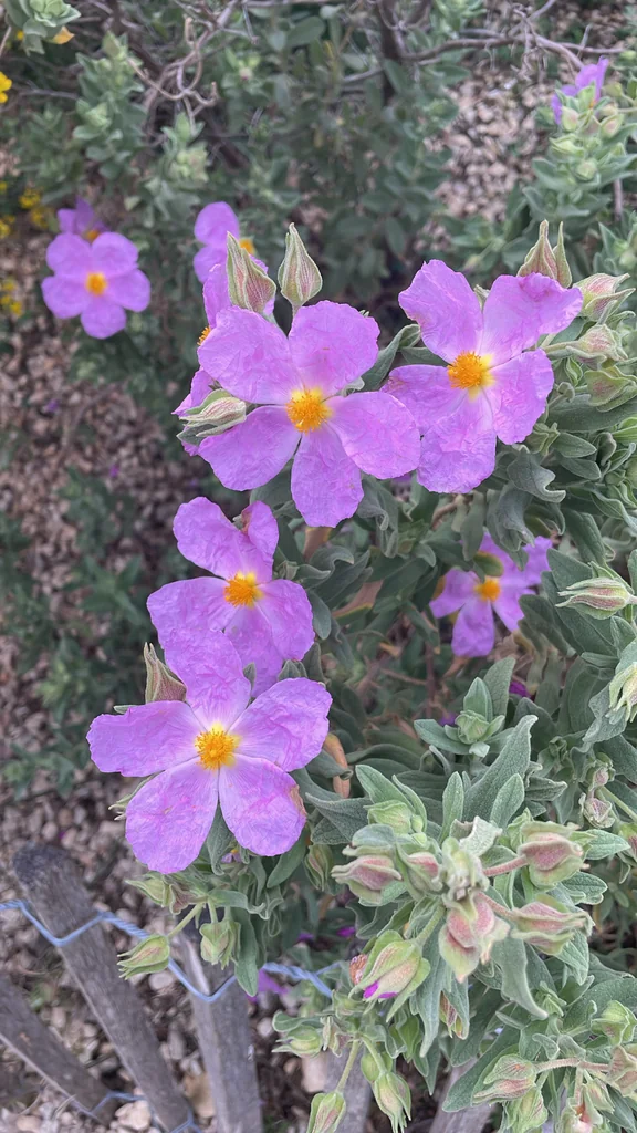 Cistus Albidus