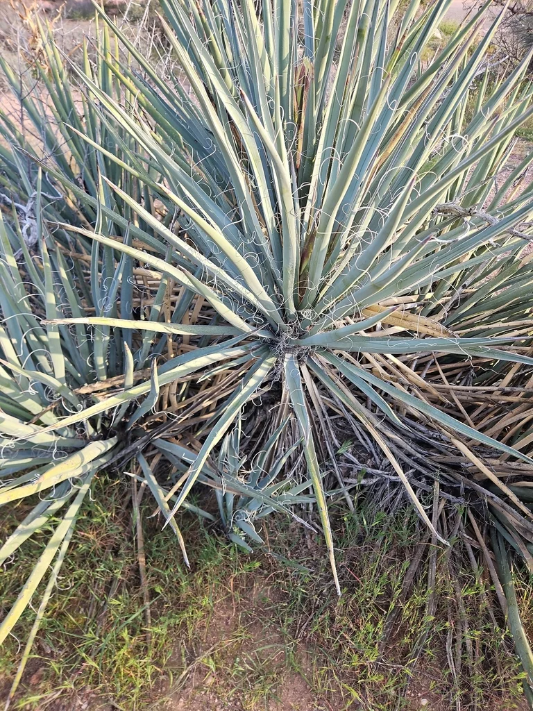 Yucca Baccata