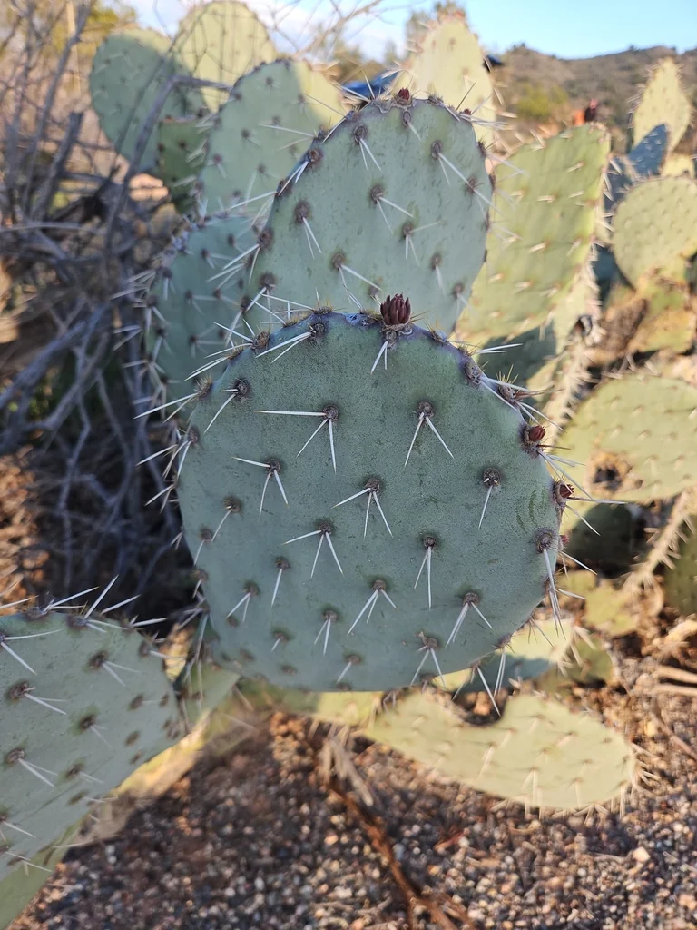 Opuntia Engelmannii