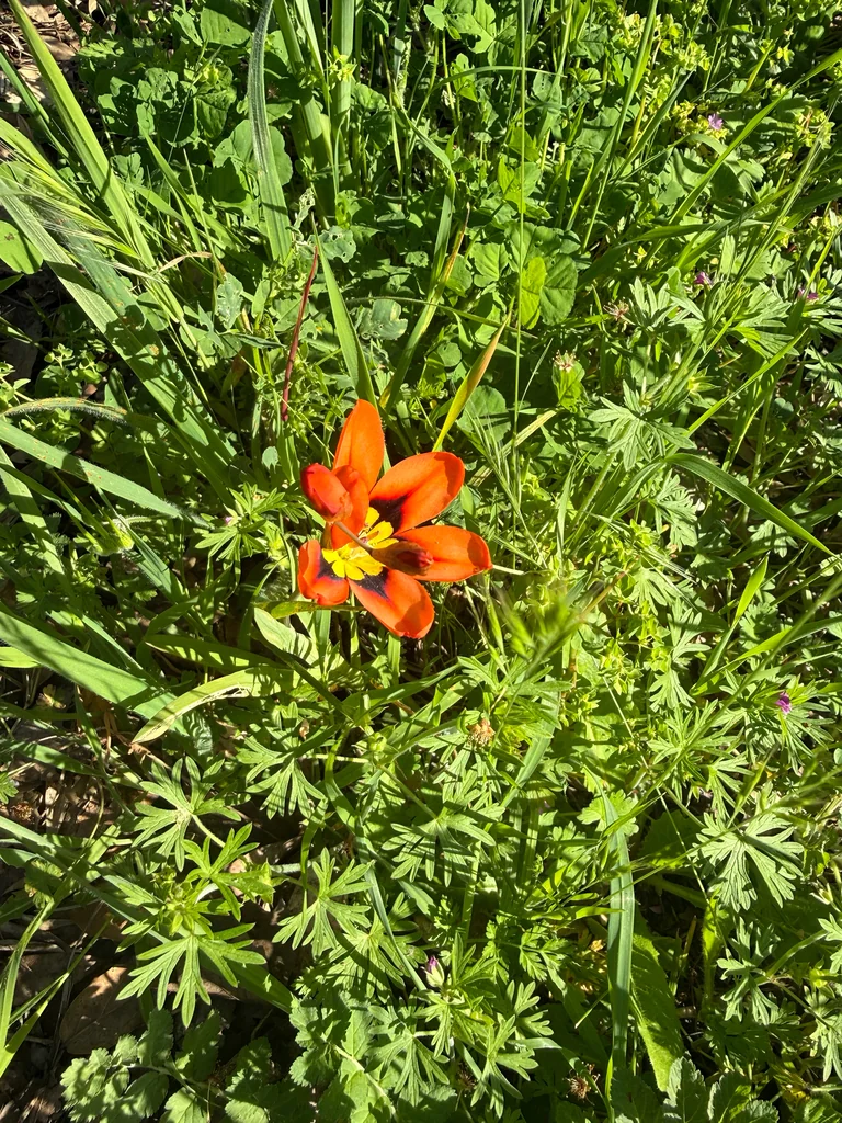 Sparaxis Tricolor