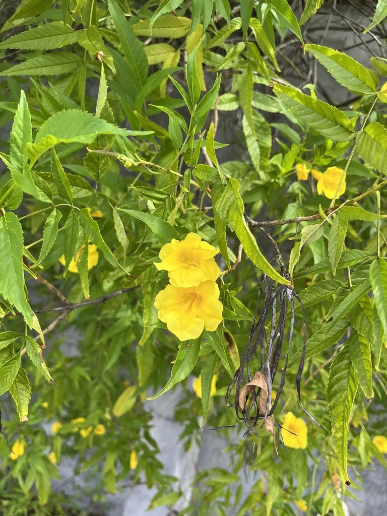 Tecoma Stans