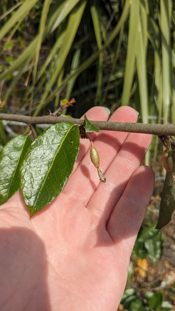 Elaeagnus Pungens