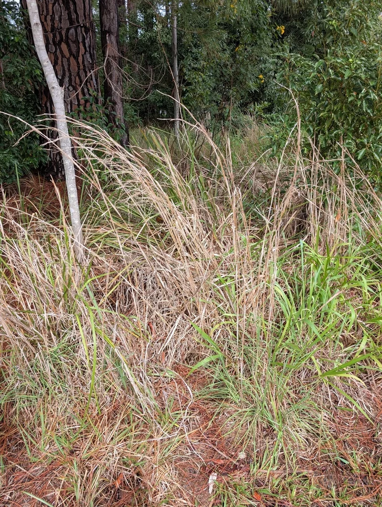 Andropogon Virginicus