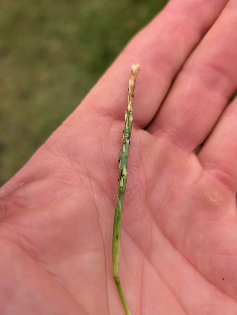 Stenotaphrum Secundatum