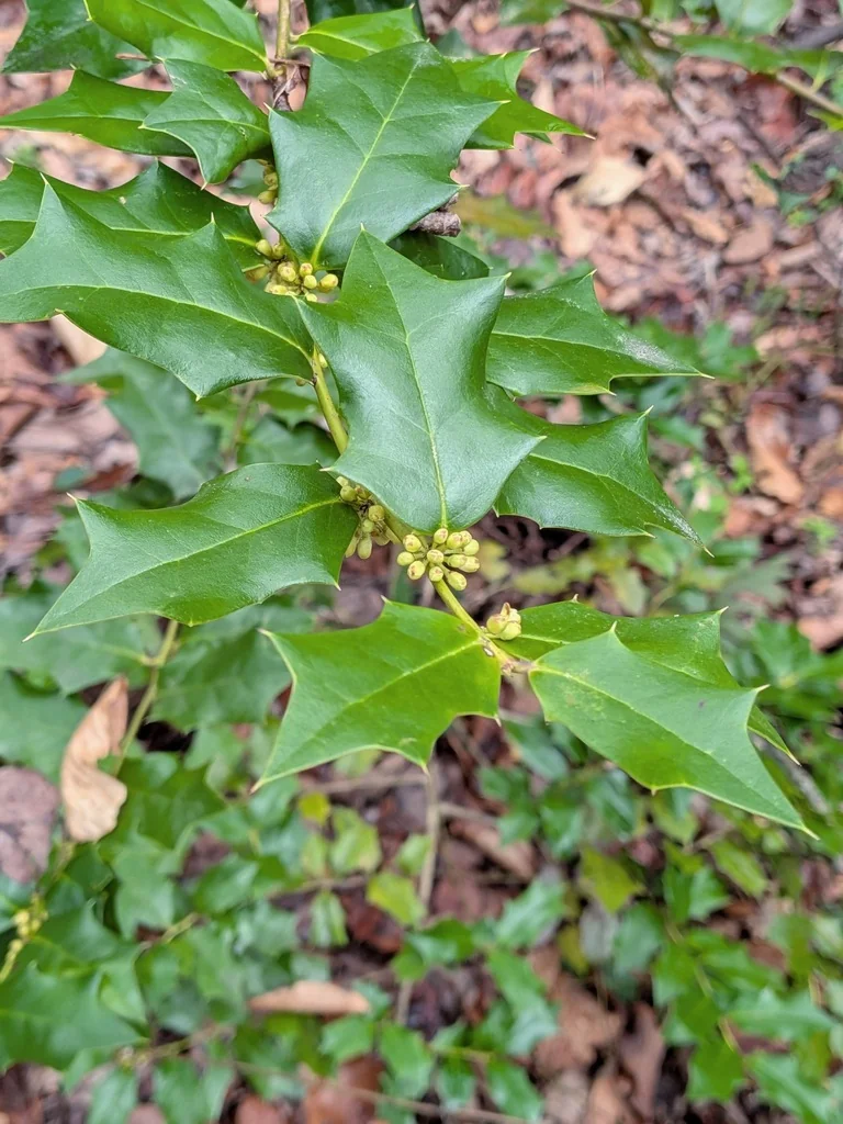 Ilex Cornuta
