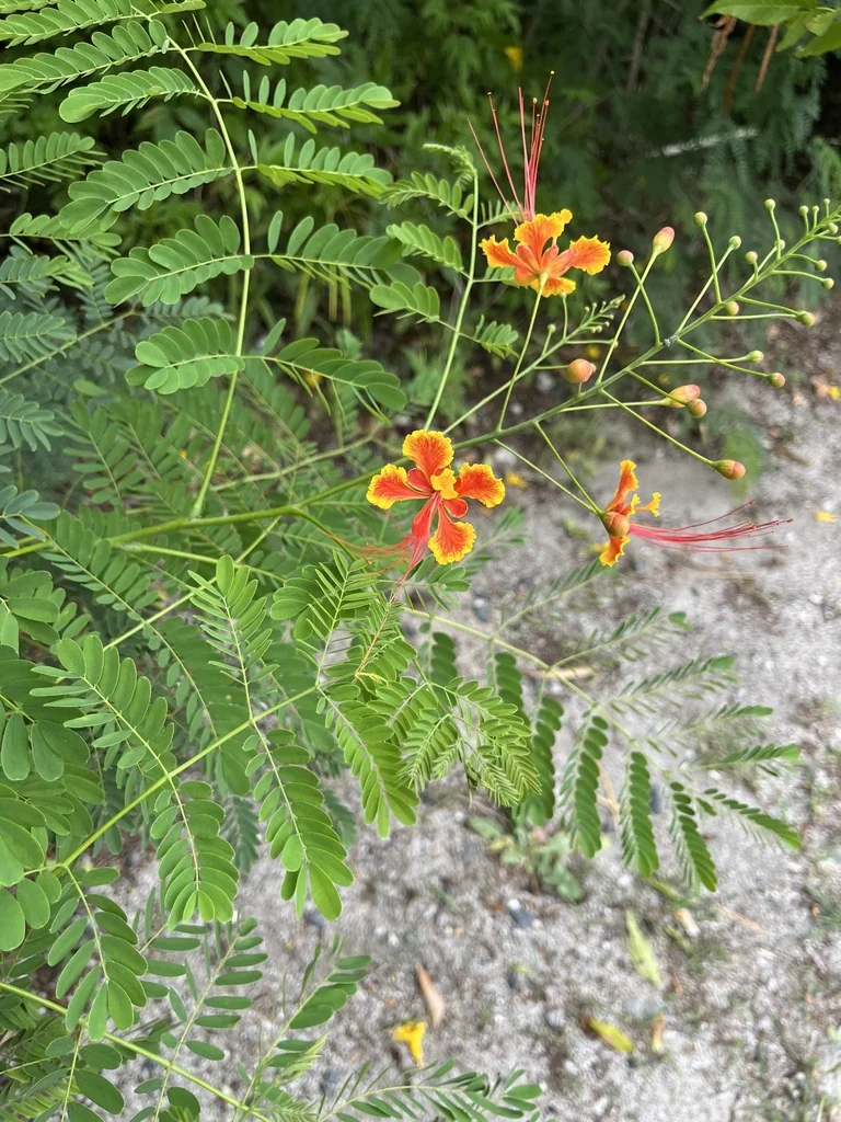 Caesalpinia Pulcherrima