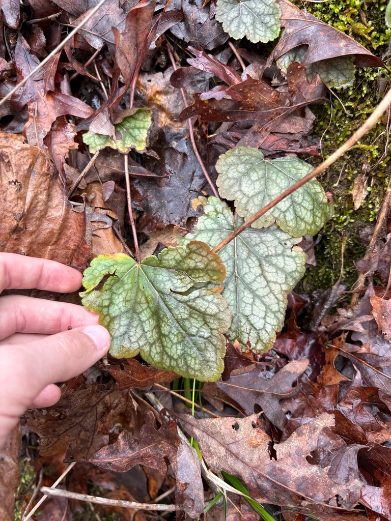 Heuchera Americana