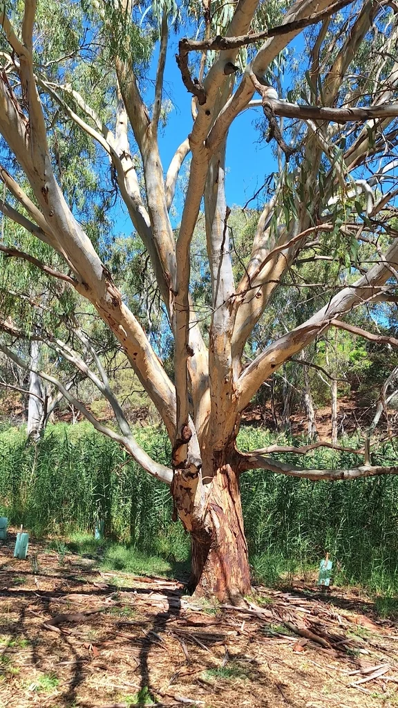Eucalyptus Camaldulensis