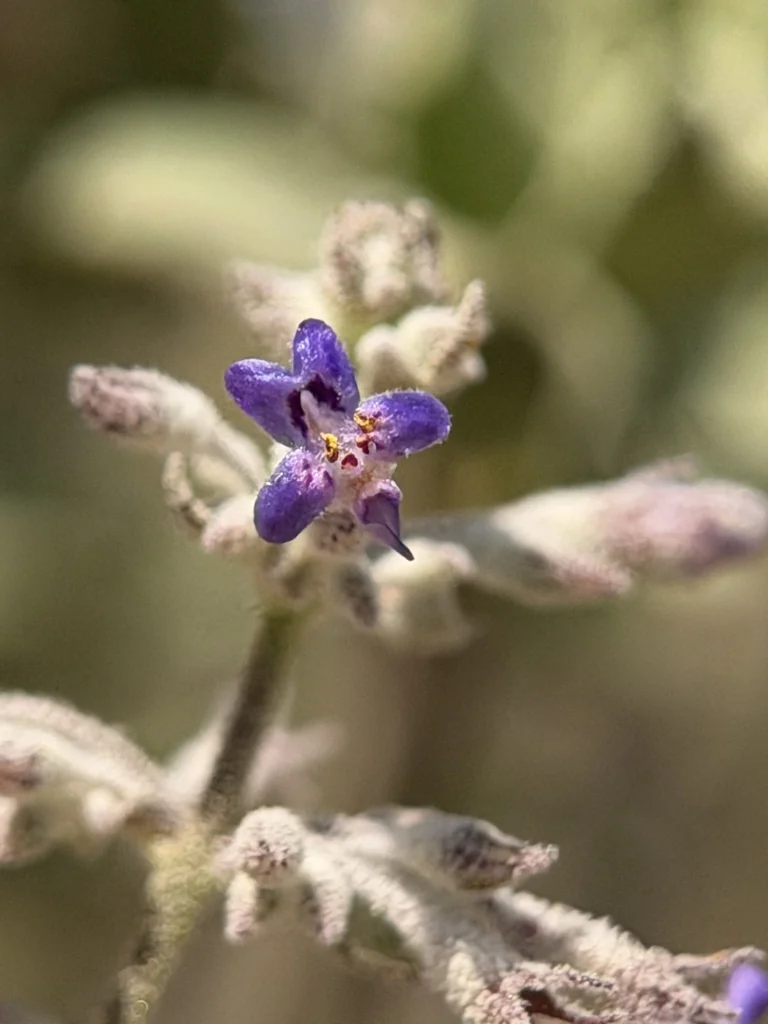 Hyptis Emoryi