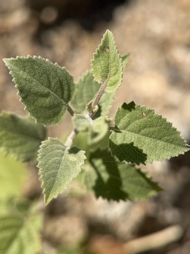 Hyptis Emoryi