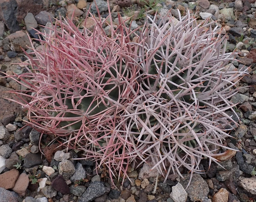 Echinocactus Polycephalus