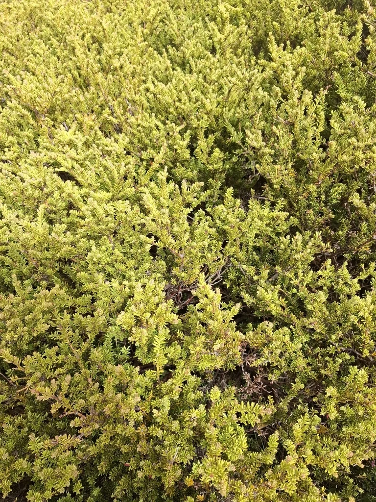 Podocarpus Nivalis