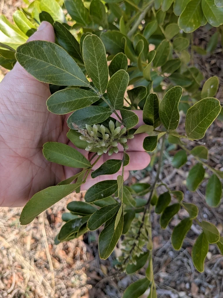 Sophora Secundiflora