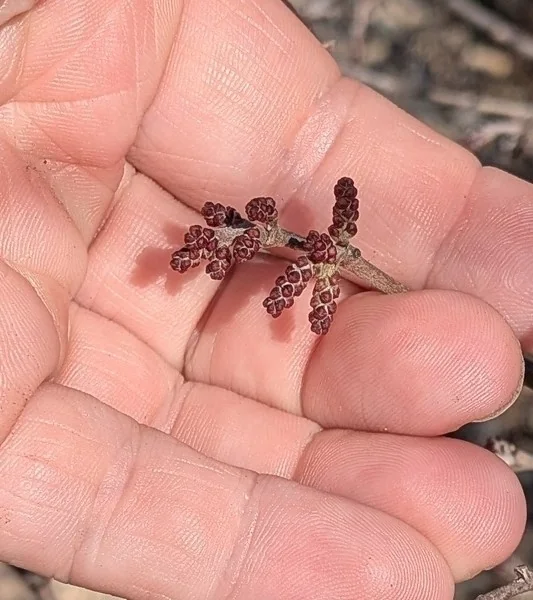 Rhus trilobata