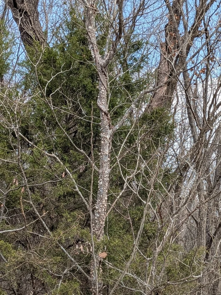 Zanthoxylum Clava-Herculis