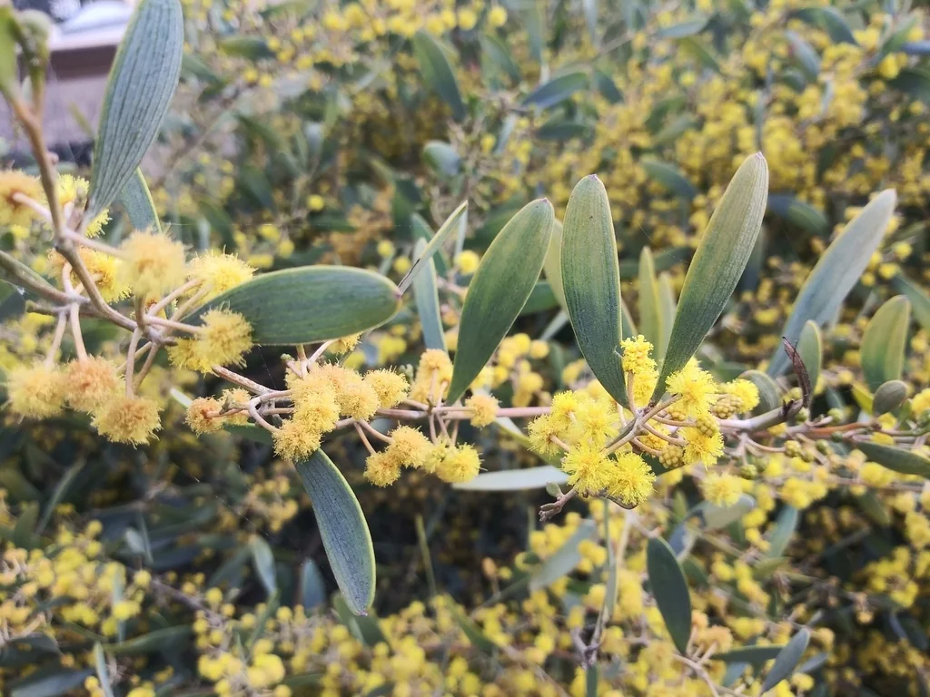 Acacia Redolens