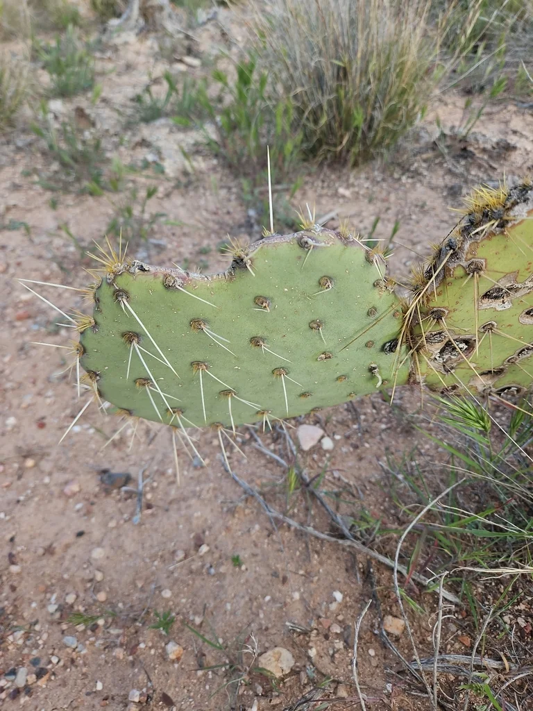 Opuntia Engelmannii