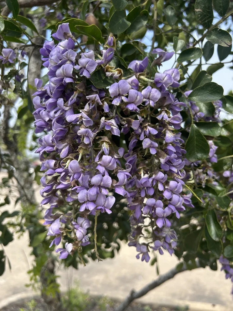 Sophora Secundiflora