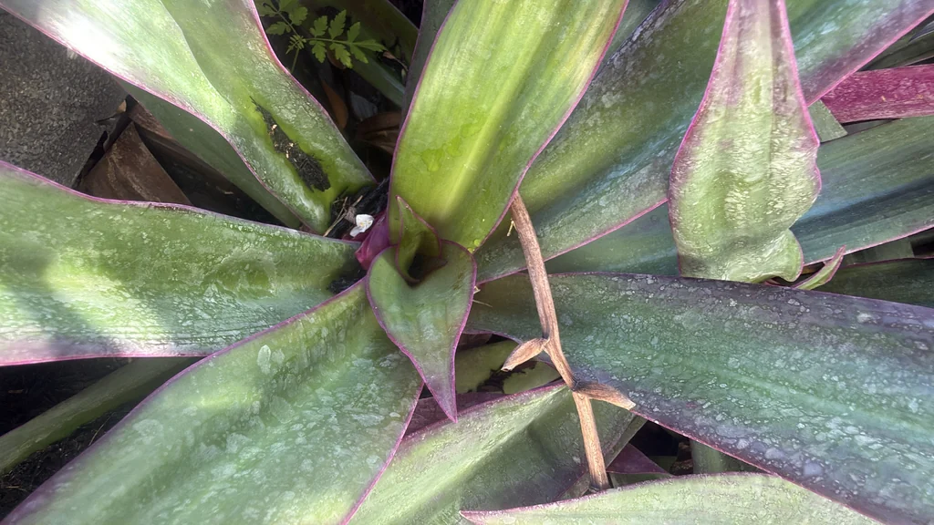 Tradescantia Spathacea