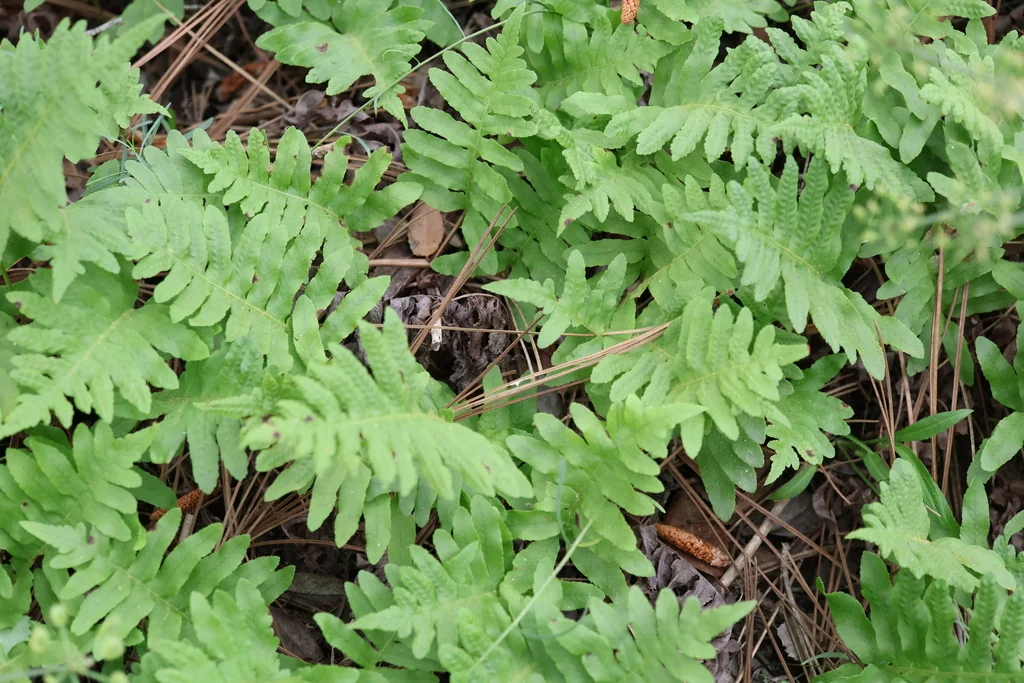 Polypodium Californicum
